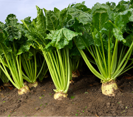 Sugar Beet Tops